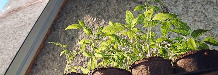 Tomatenpflanzen am sonnigen Fensterbrett